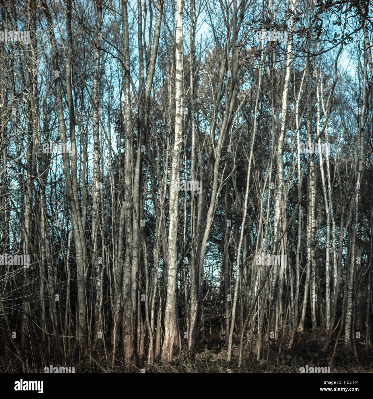 Bouleau blanc sur le tronc des arbres avec ciel bleu - instructions dans le paysage Banque D'Images