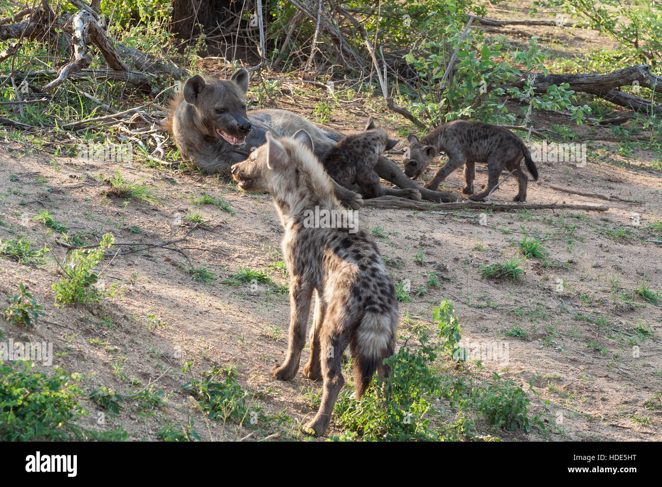 L'Hyène tachetée (Crocuta crocuta) de la famille dans le Parc National Kruger, Afrique du Sud Banque D'Images
