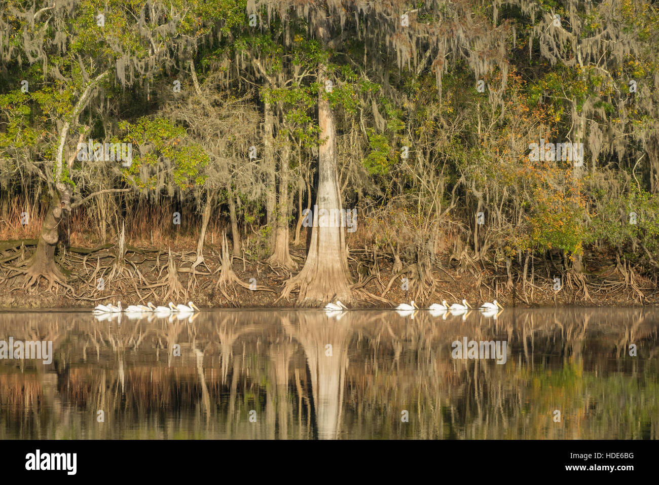 Le pélican blanc flottant à Suwanee River, en Floride Banque D'Images