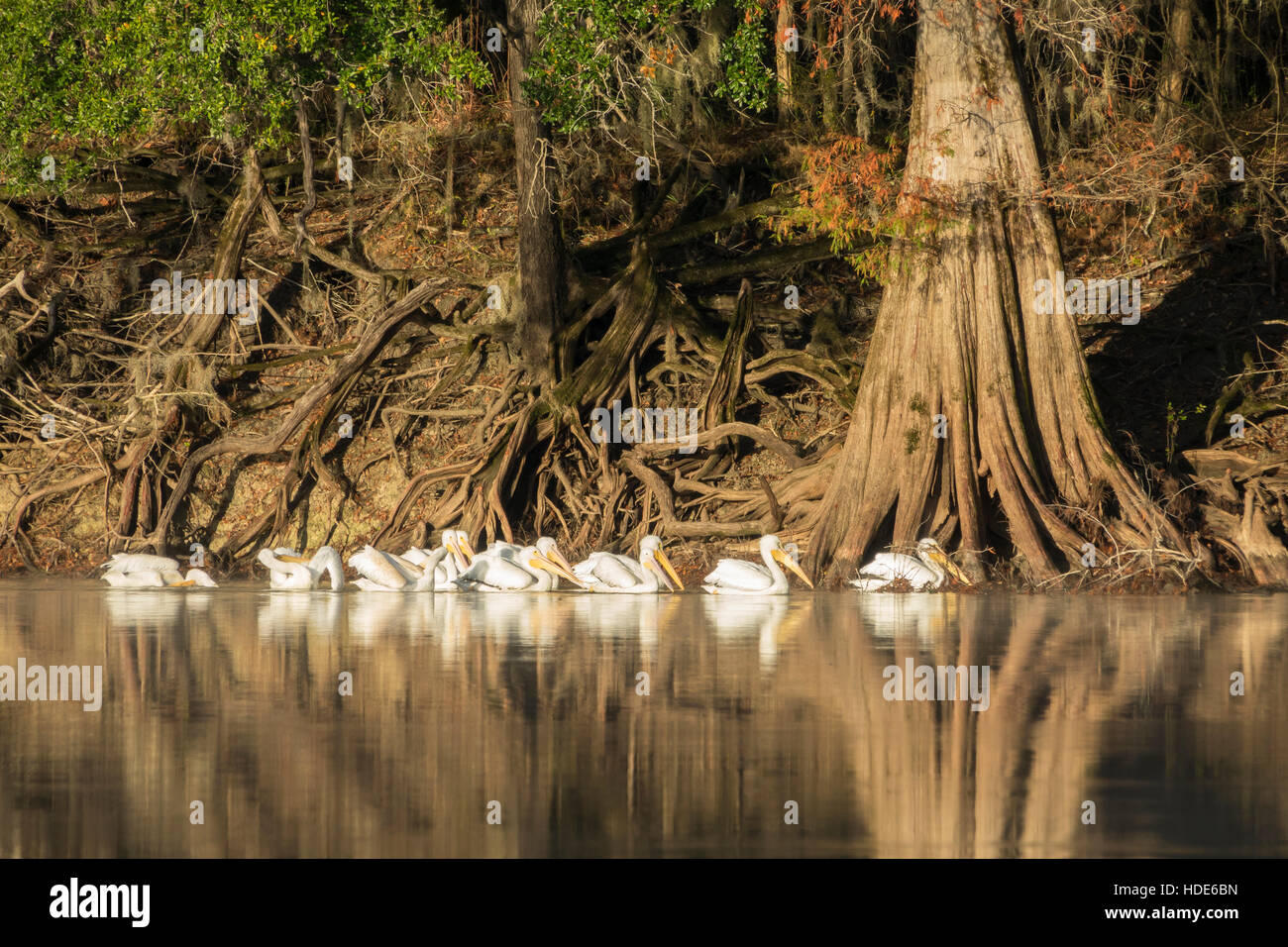 Le pélican blanc flottant à Suwanee River, en Floride Banque D'Images