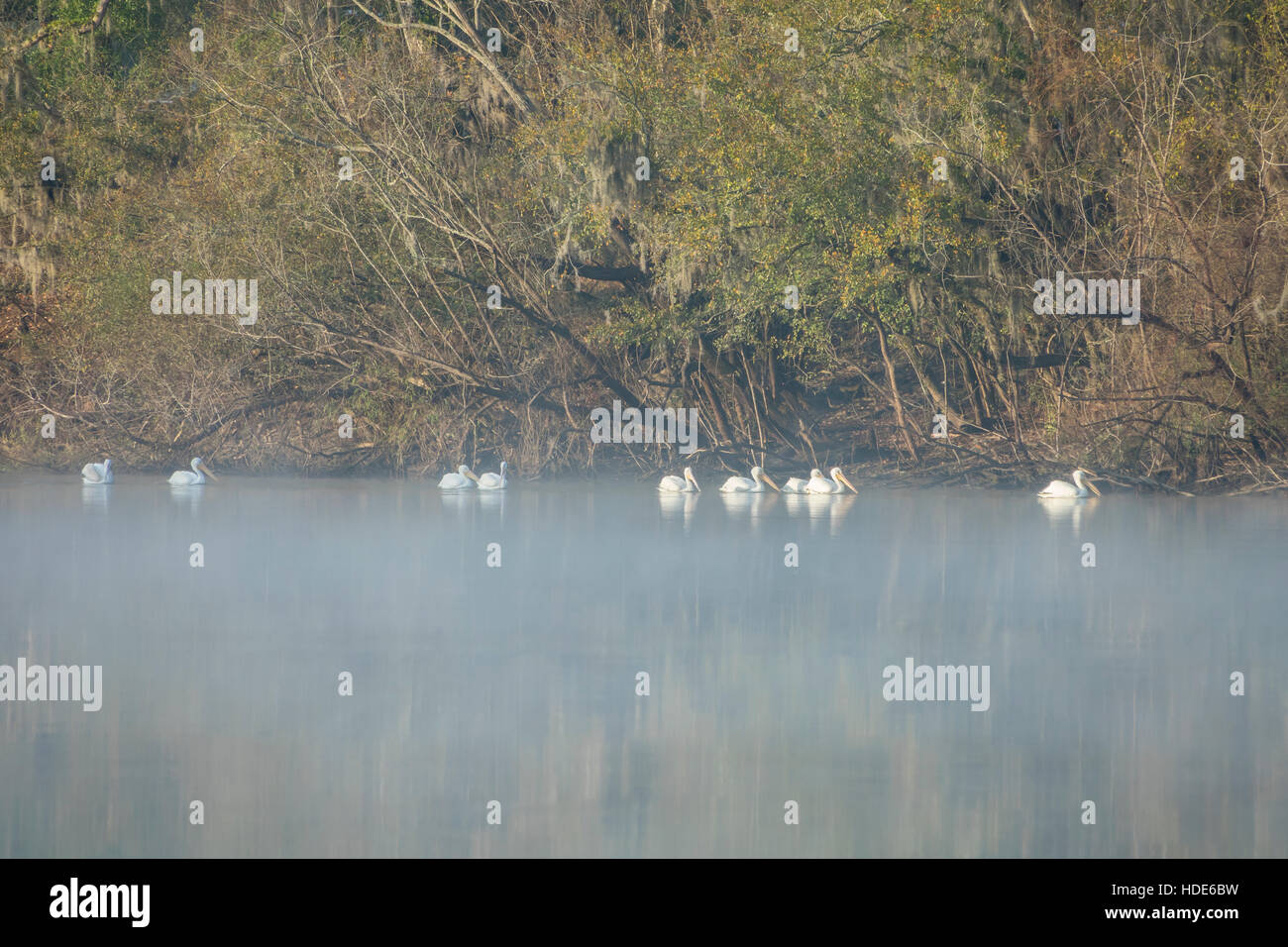 Le pélican blanc d'oiseaux Natation Le Suwanee River dans le brouillard au petit matin. Banque D'Images