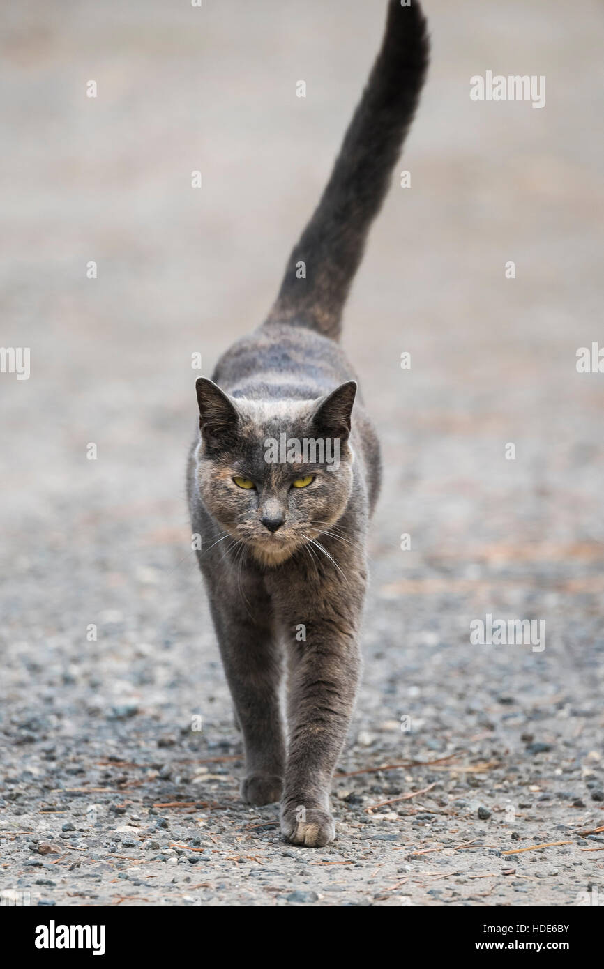 Barn cat marche sur l'asphalte dur Banque D'Images