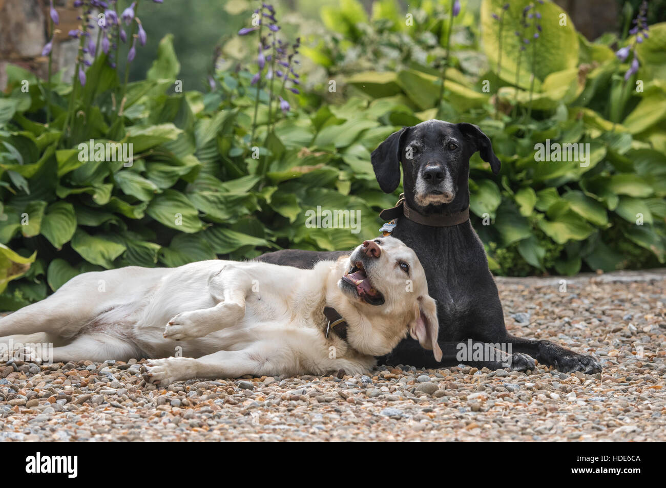 Amis de chien couché sur le chemin de gravier Banque D'Images
