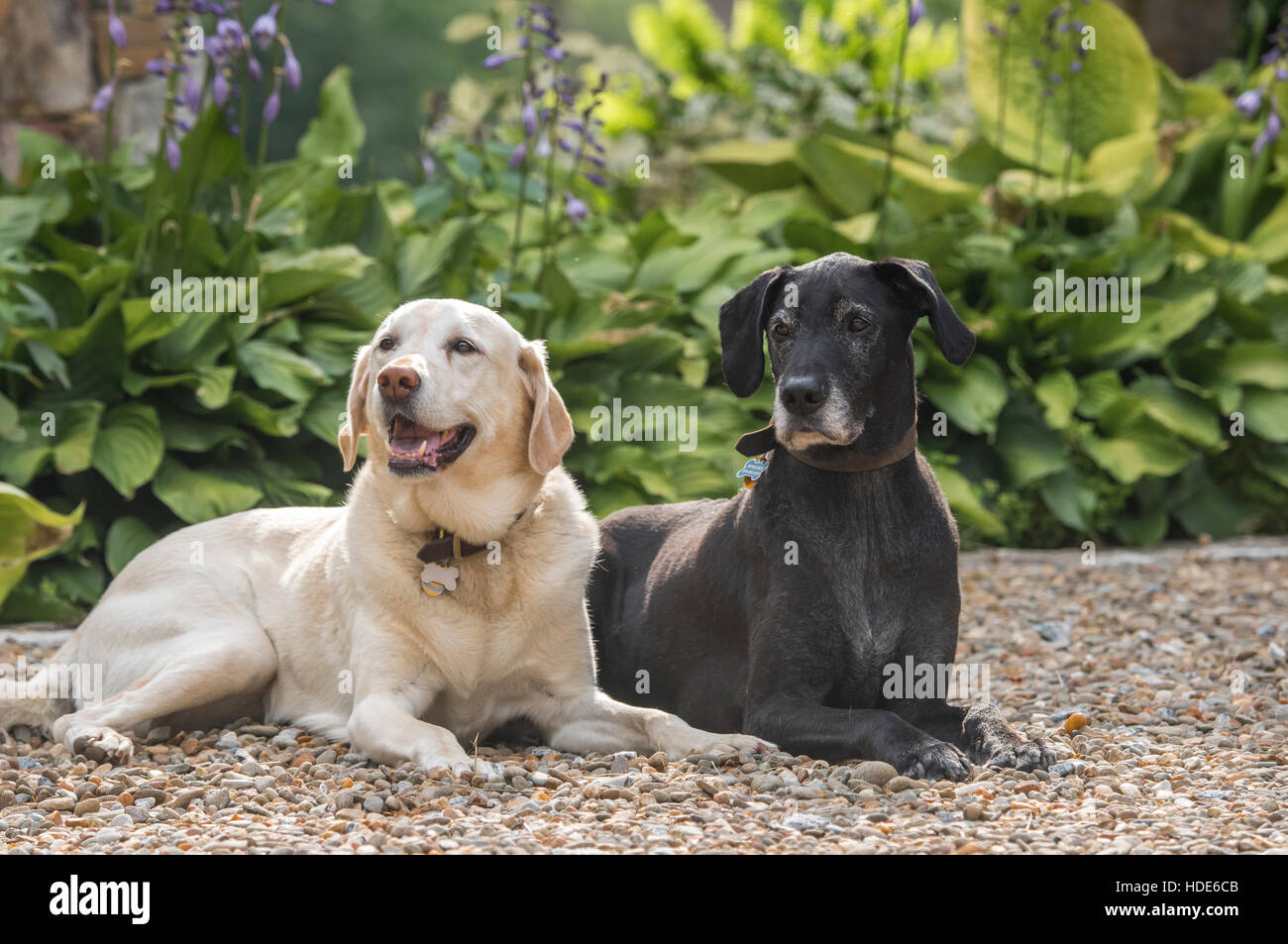 Amis de chien couché sur le chemin de gravier Banque D'Images