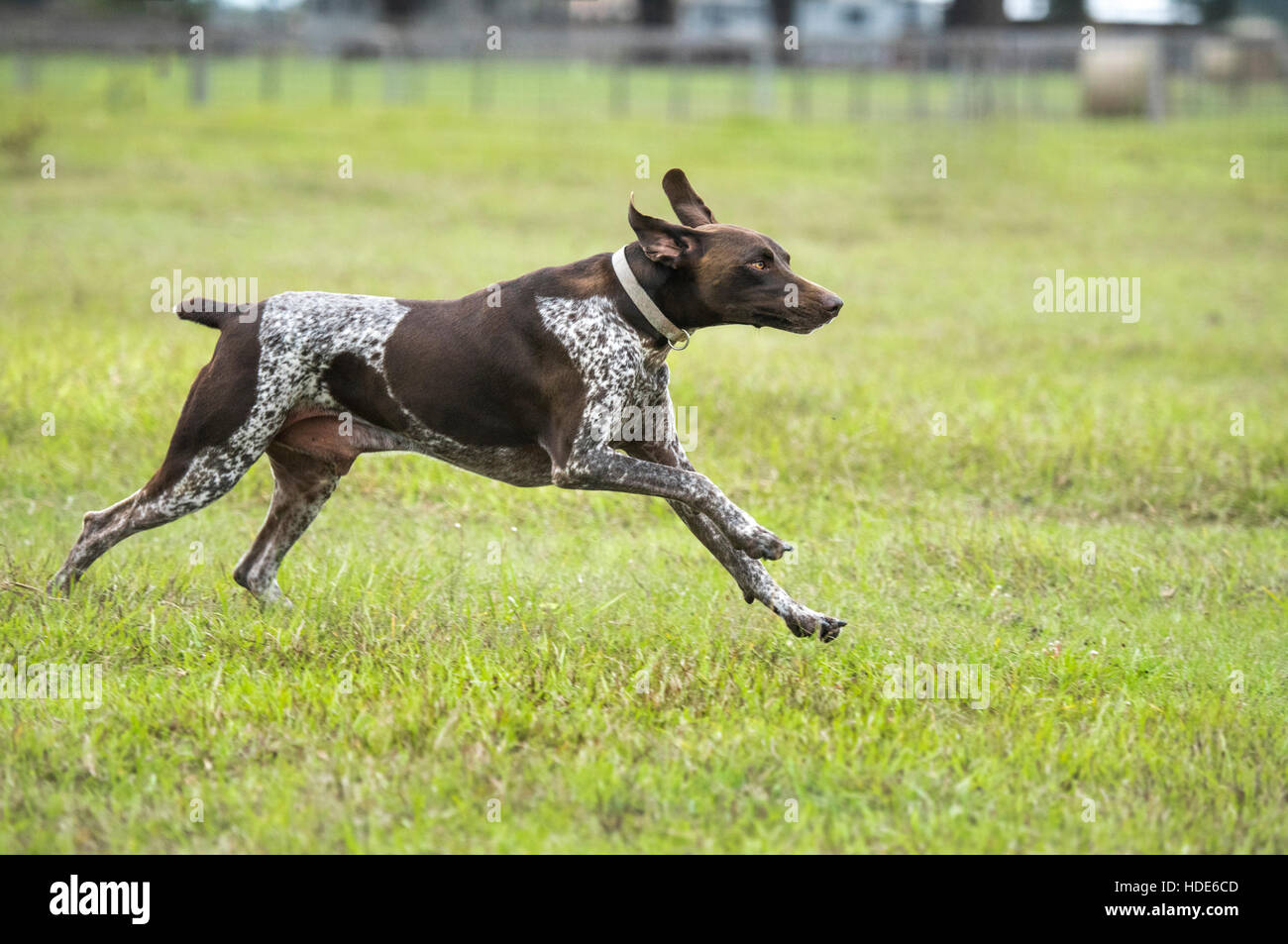 Braque Grman d'exécution dans l'herbe Banque D'Images