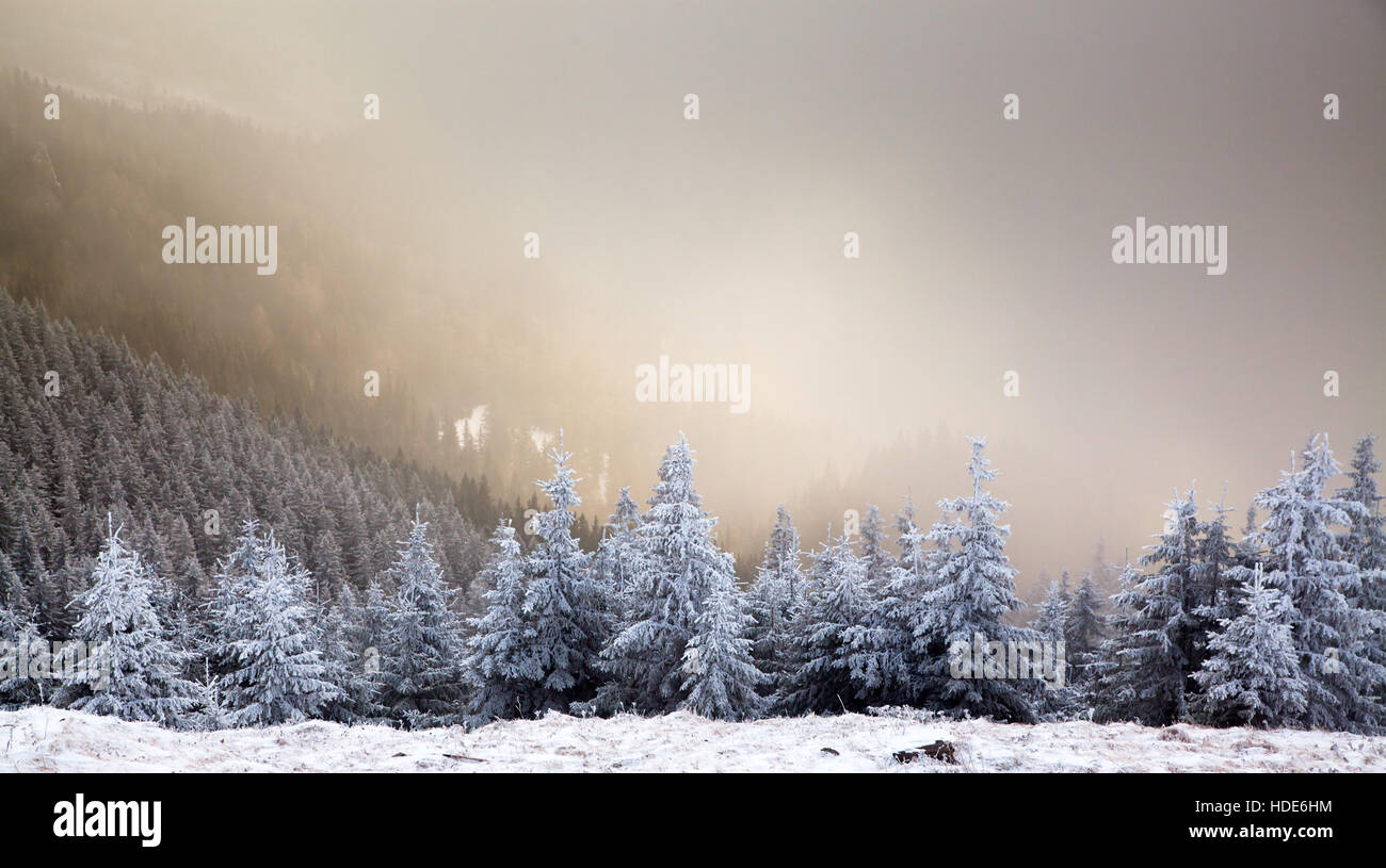 Lever du soleil d'hiver incroyable à travers le brouillard dans les montagnes au-dessus de sapins enneigés. Scène hivernale spectaculaire. Parc naturel. Les Roms, des Carpates Banque D'Images