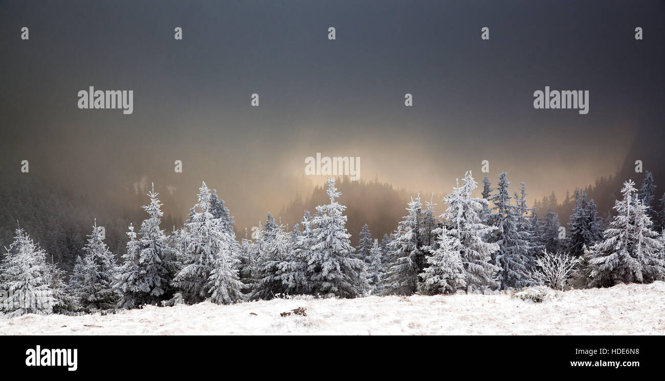 Lever du soleil d'hiver incroyable à travers le brouillard dans les montagnes au-dessus de sapins enneigés. Scène hivernale spectaculaire. Parc naturel. Les Roms, des Carpates Banque D'Images