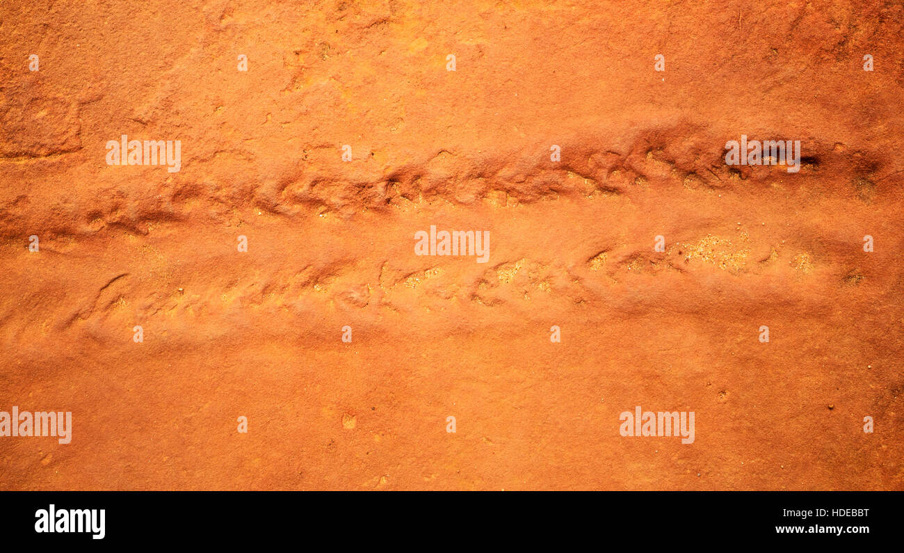 Anthropod -pistes fossilisées connu comme Diplichnites - on croit être faite par le scorpion d'eau Eurypterid. Banque D'Images