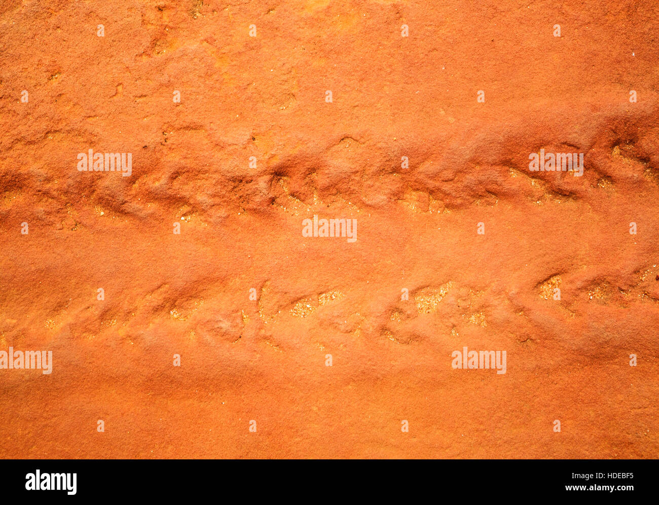 Anthropod -pistes fossilisées connu comme Diplichnites - on croit être faite par le scorpion d'eau Eurypterid Banque D'Images