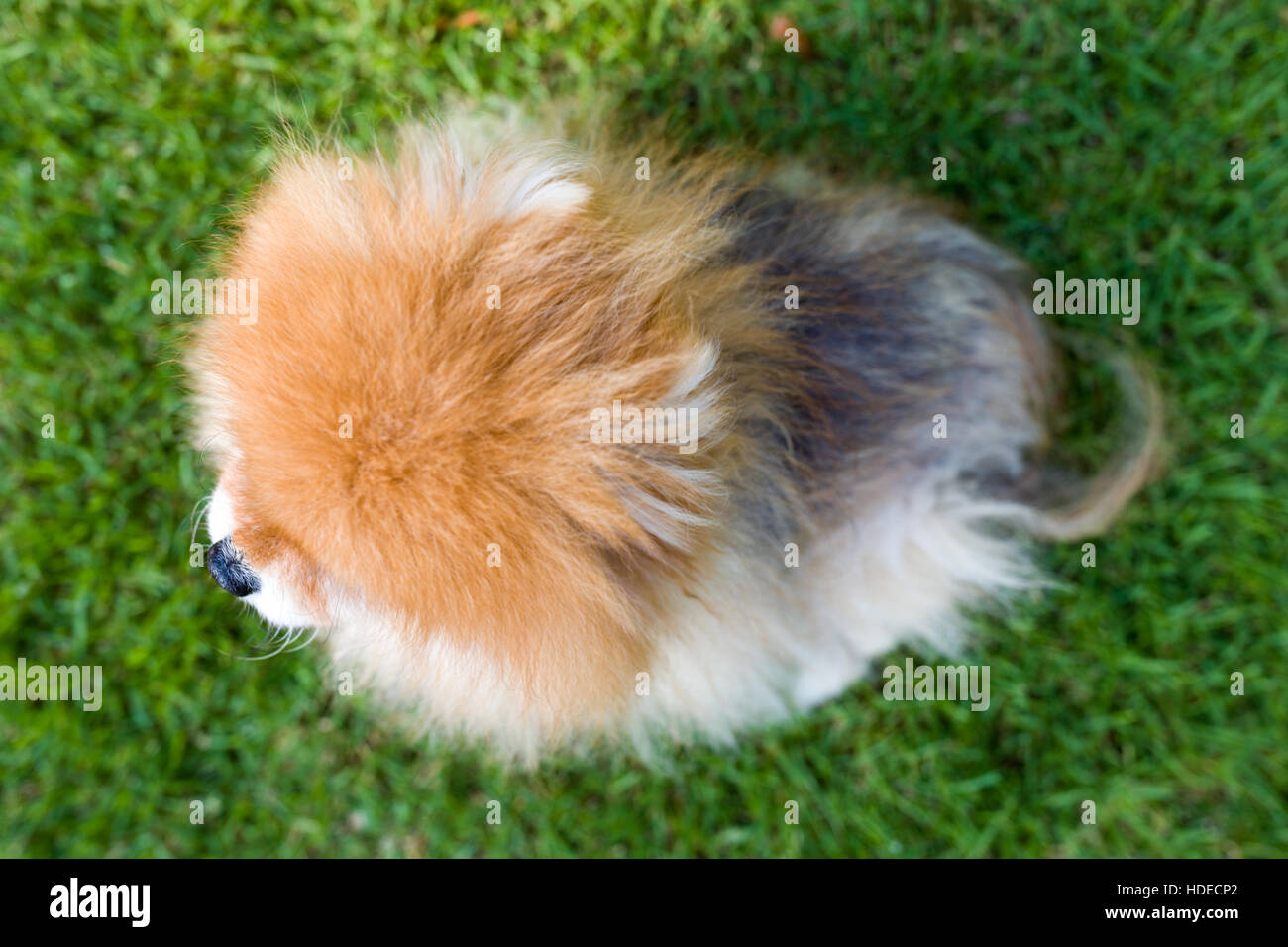 Chien vue de dessus Banque de photographies et d’images à haute — free download