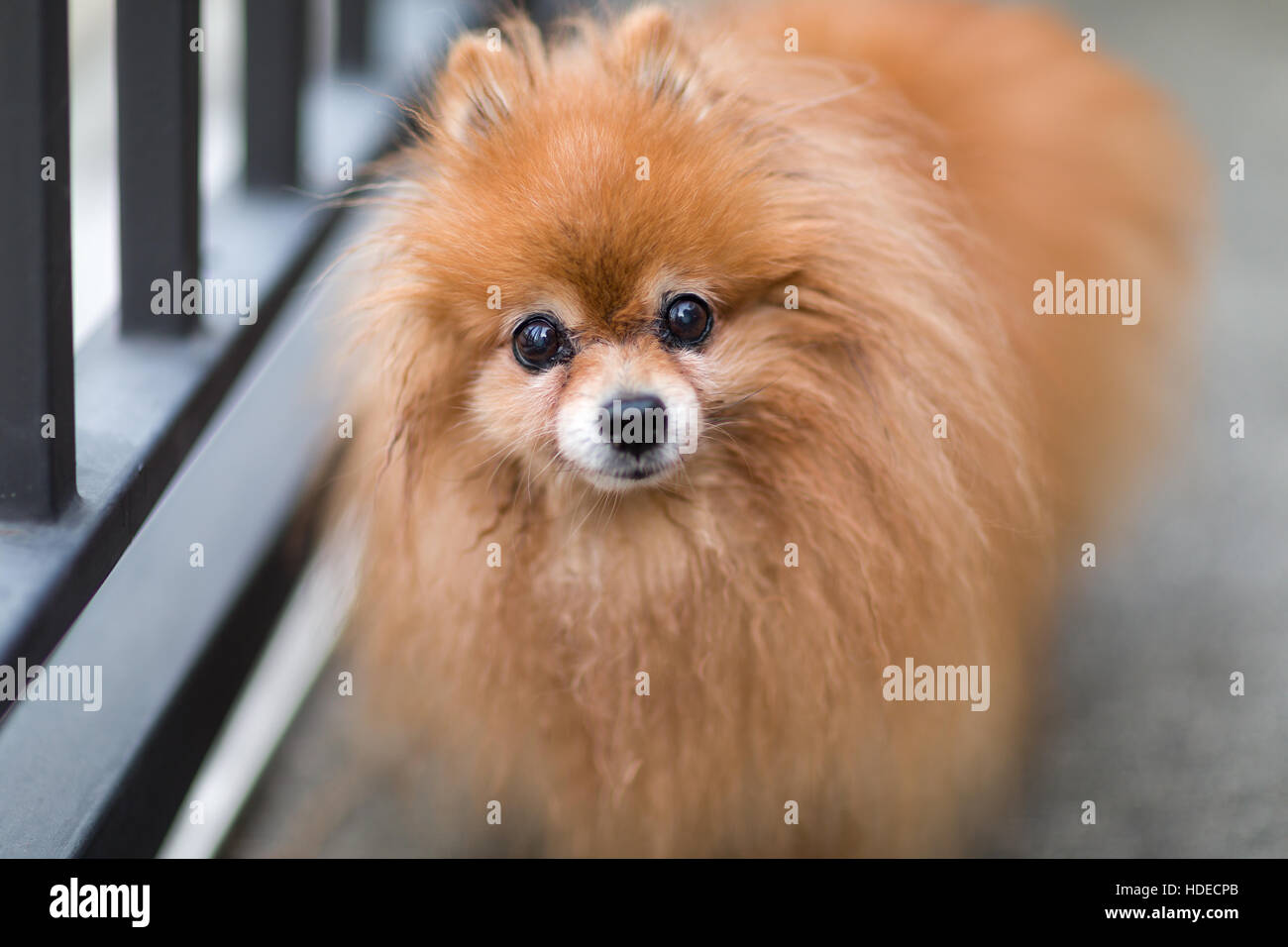 Vieux Chien Pomeranian Portrait Banque D'Images