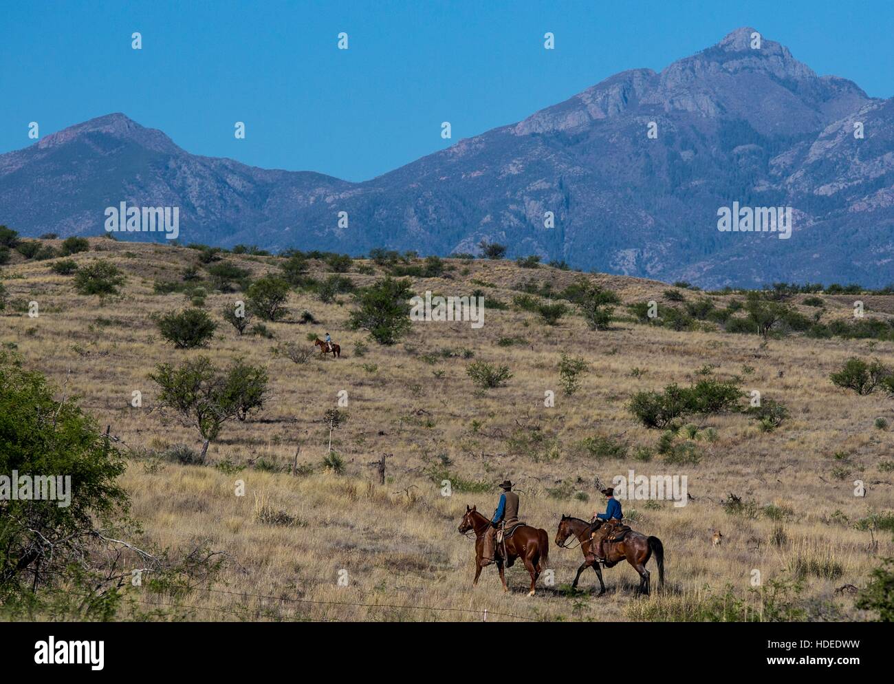 Deux éleveurs monter à cheval près de la montagne dans le Las Cienegas National Conservation Area 2 mai 2016 près de Tucson, en Arizona. Banque D'Images