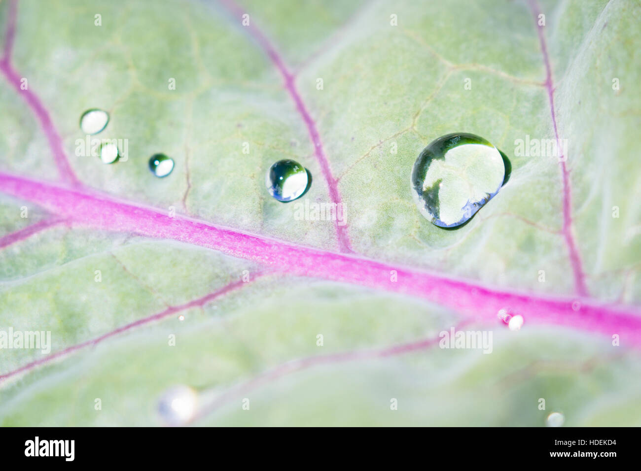 Close up de gouttes de pluie sur une feuille de chou-rave Banque D'Images