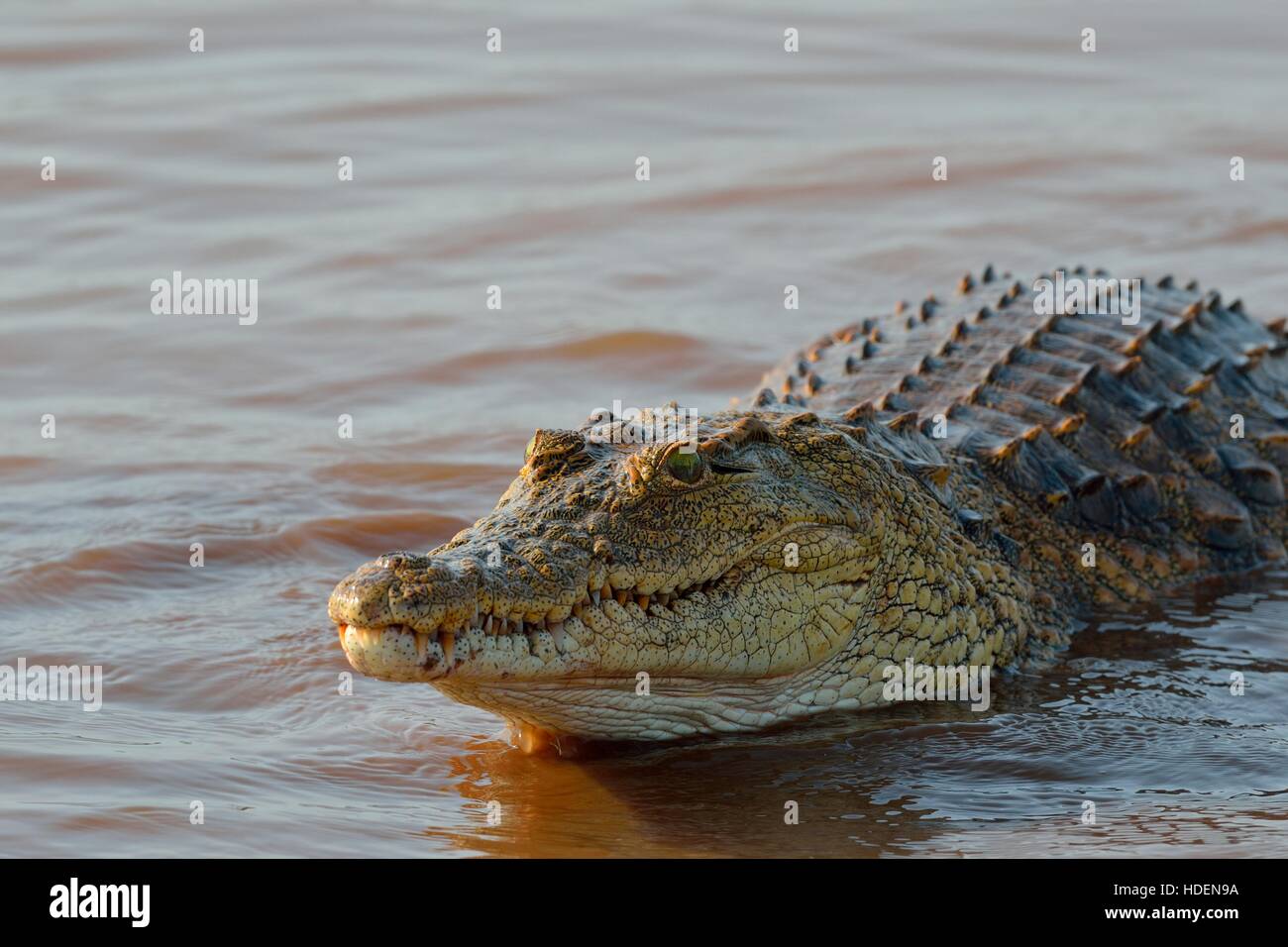 Crocodile du Nil (Crocodylus niloticus), croc revenant à l'eau, satié, barrage de Sunset, Parc national Kruger, Afrique du Sud, Afrique Banque D'Images