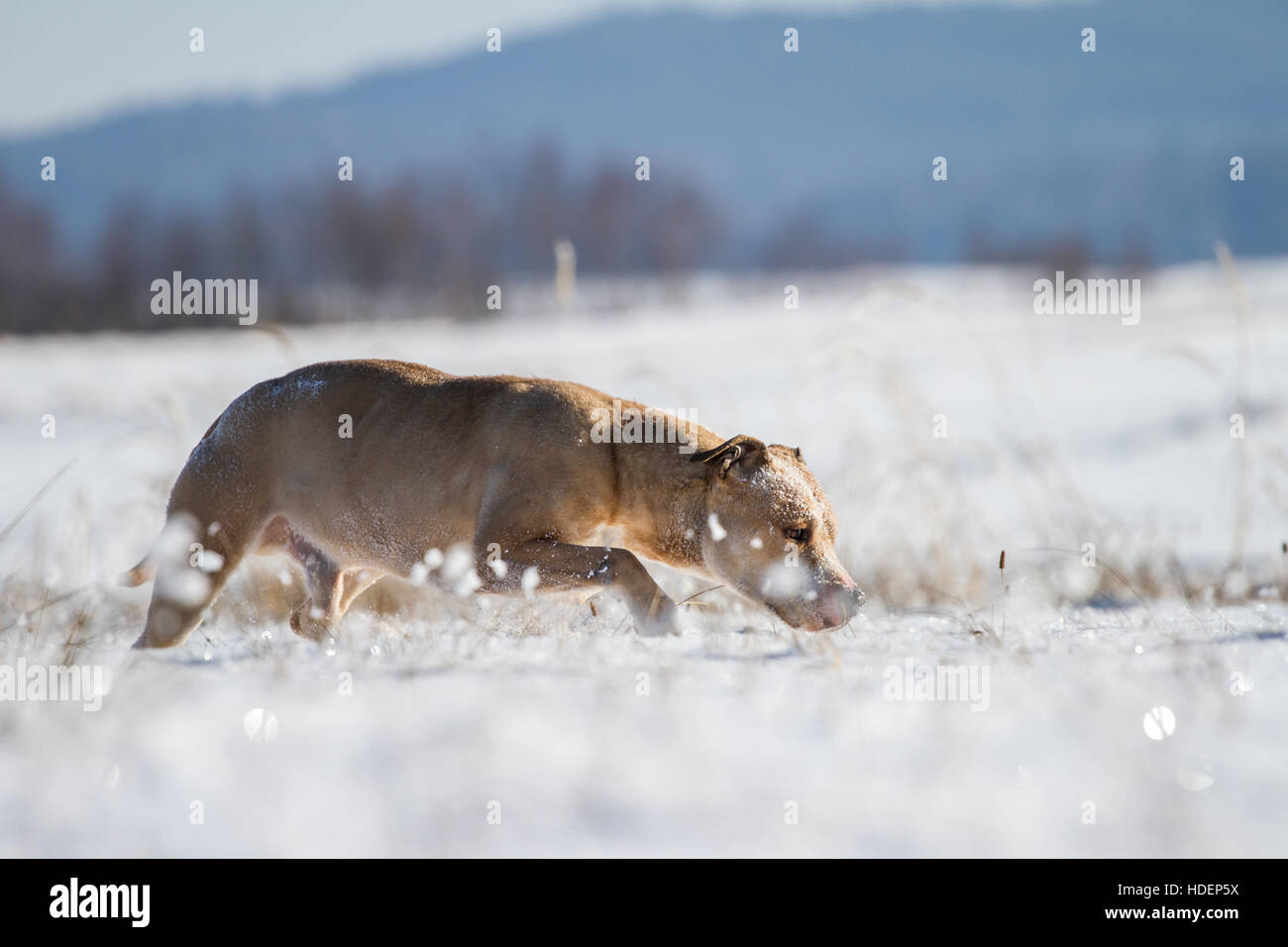 Bull-Terrier Américain de mine puissant profiter de la neige sur un jour d'hiver ensoleillé Banque D'Images