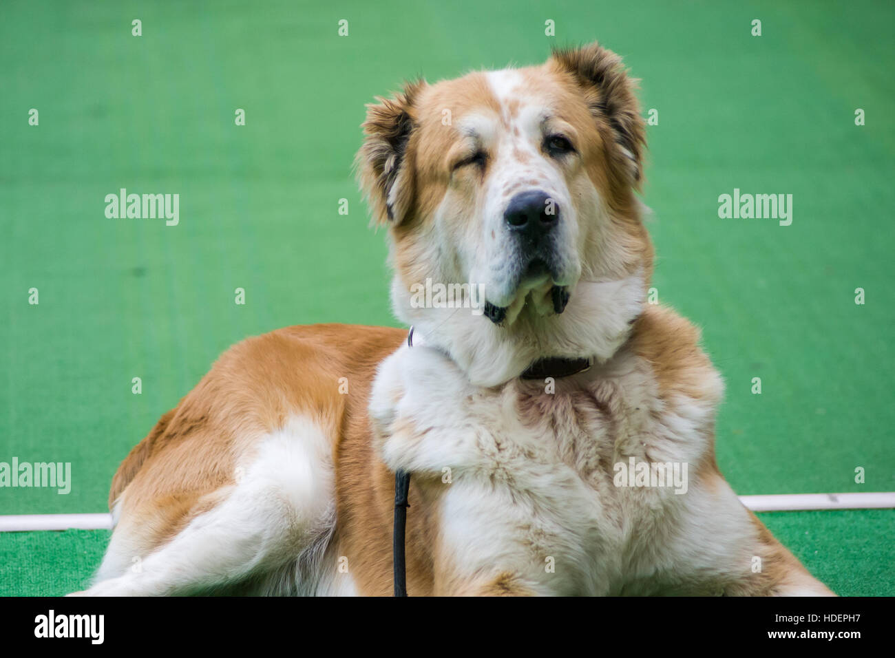 Chien de Berger d'Asie centrale allongée sur un tapis vert avec un collier et une laisse à Bojnice, Slovaquie Banque D'Images