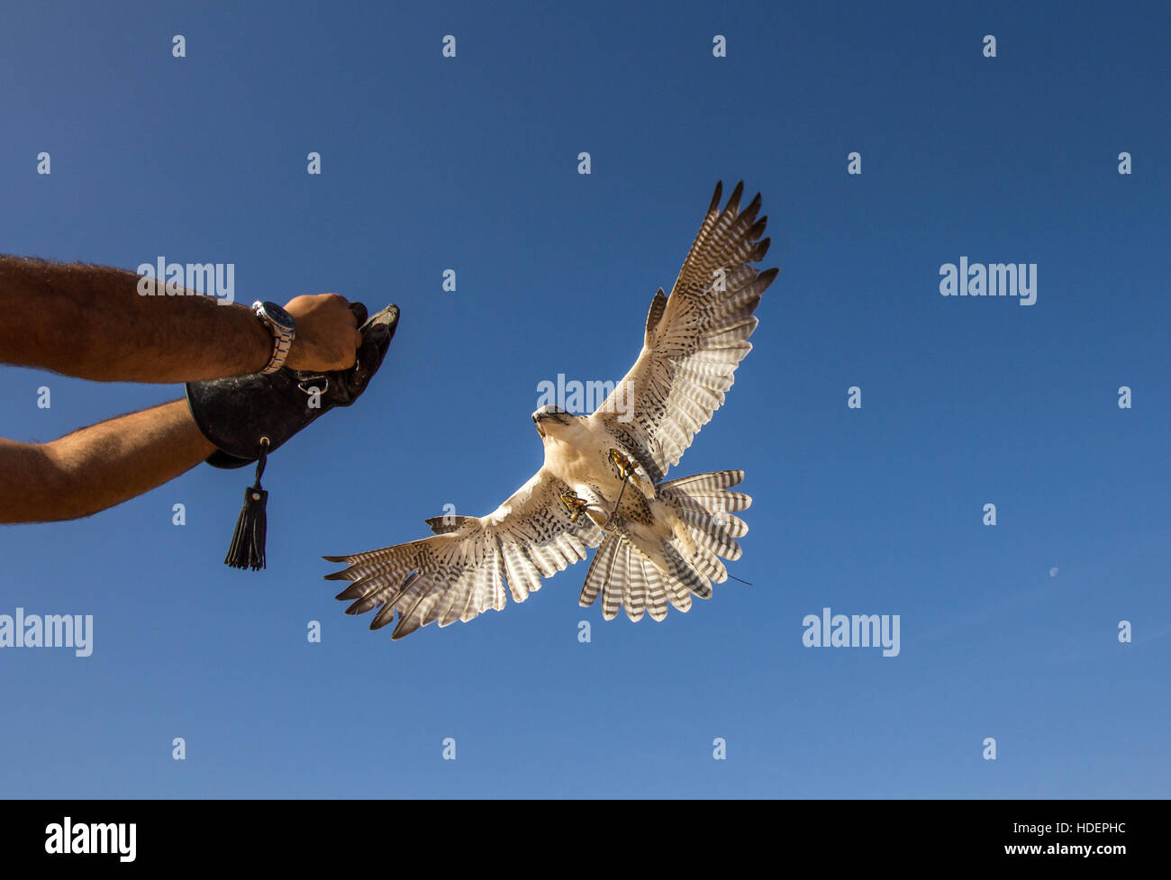 Homme faucon sacre (Falco cherrug) lors d'un spectacle de fauconnerie. Dubaï, Émirats arabes unis. Banque D'Images