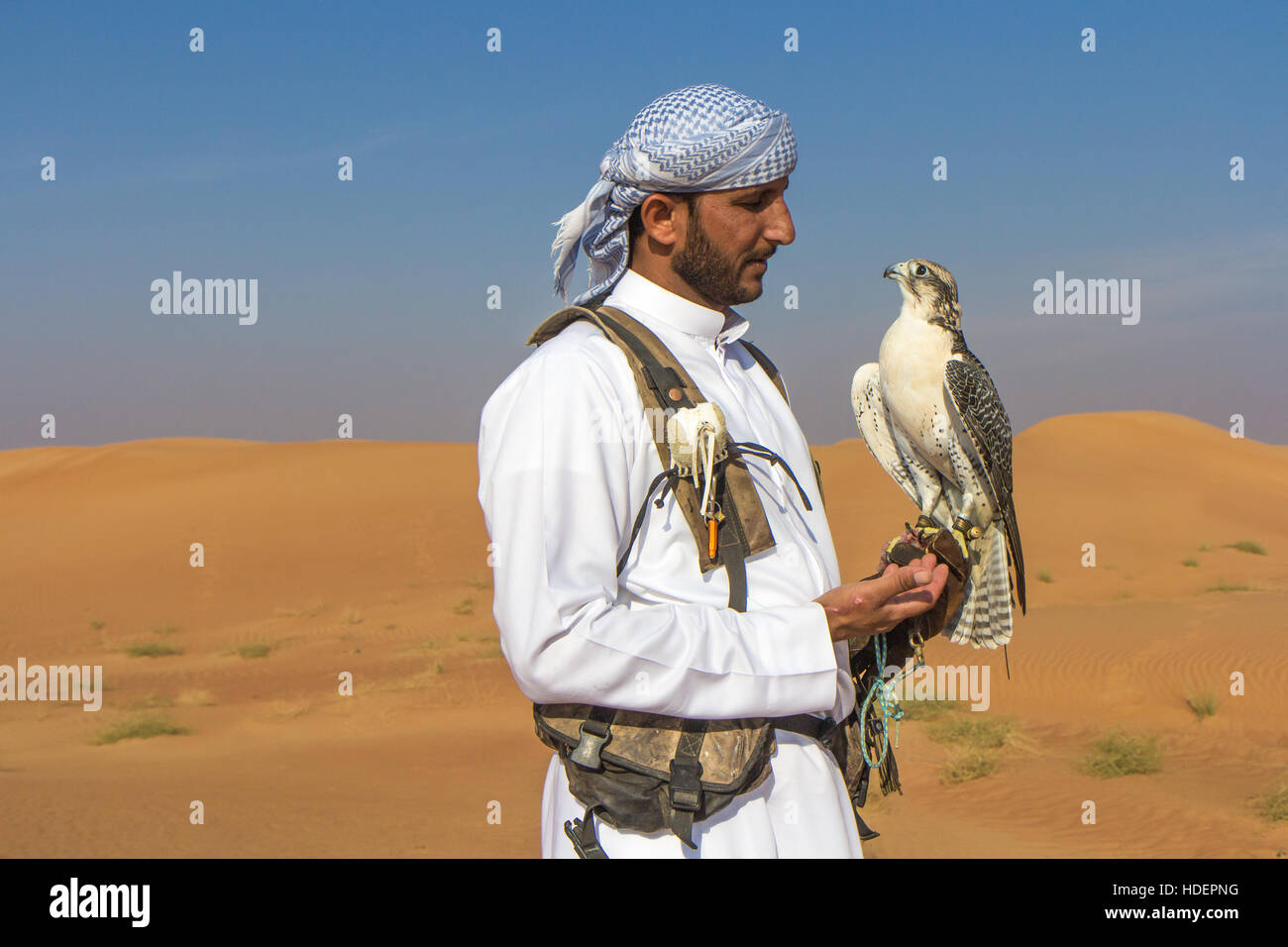 Homme faucon sacre (Falco cherrug) avec un falconer habillé en robe arabe traditionnel lors d'un spectacle de fauconnerie. Dubaï, Émirats arabes unis. Banque D'Images