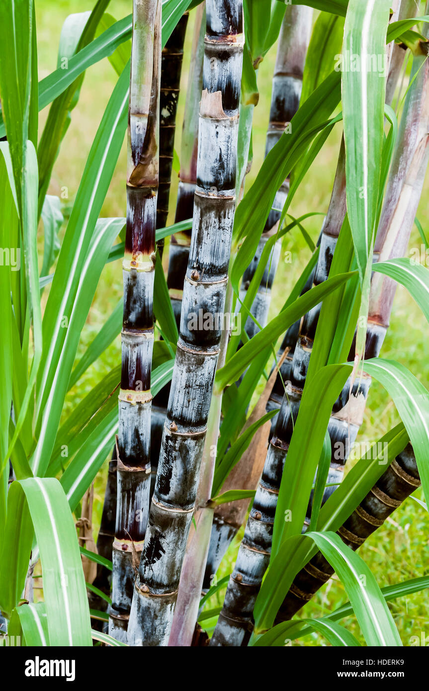 Gros plan de l'usine de canne à sucre de la plantation de cultures agricoles climat tropical les matières premières organiques vertical croissance Banque D'Images