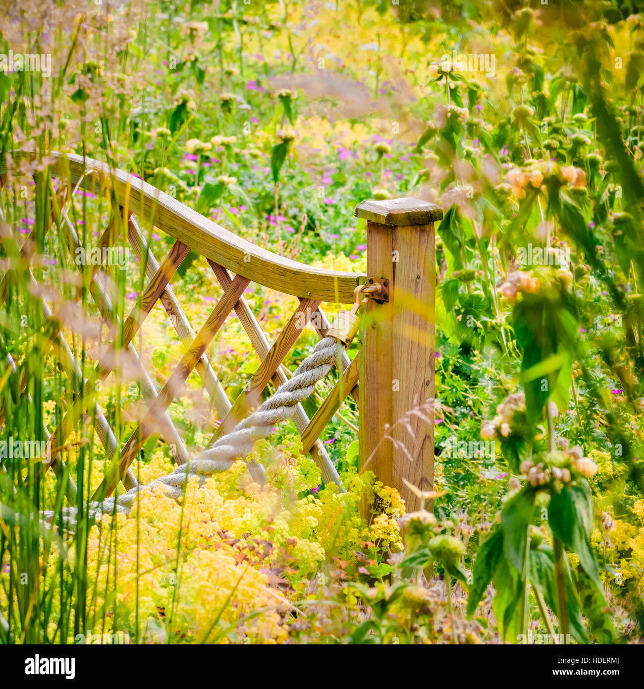 Jardin de fleurs sauvages rurales clôture piscine ensoleillée campagne fleurs plantes colorées en été UK Angleterre Banque D'Images
