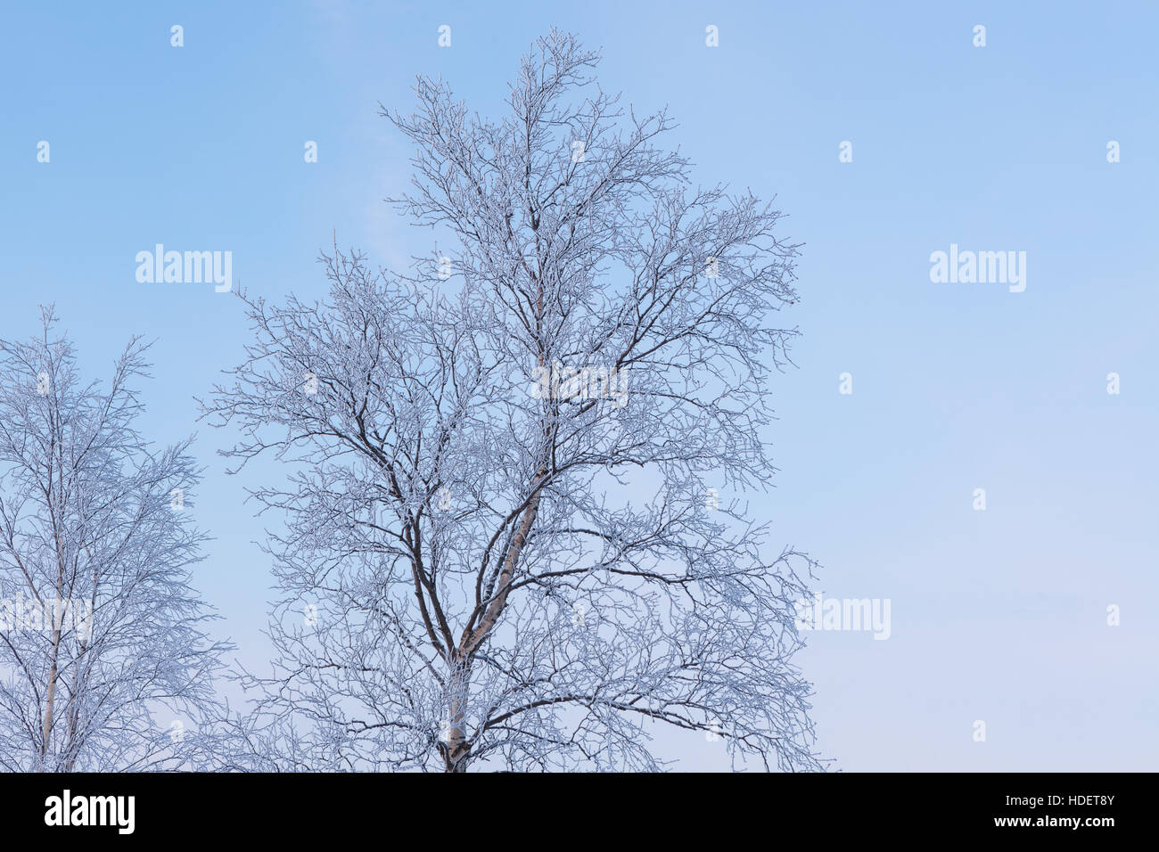 Les branches d'arbres gelés Banque D'Images