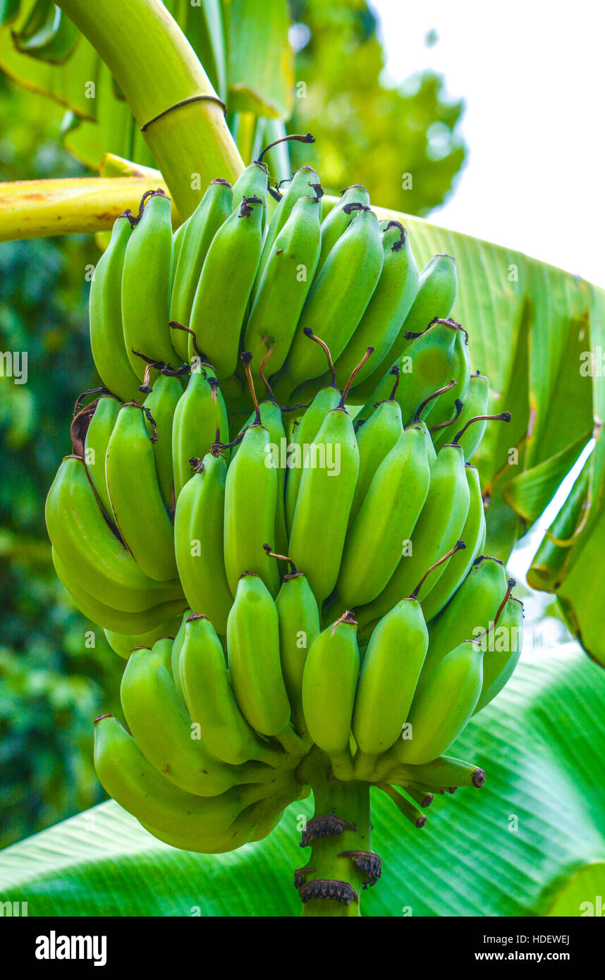 Un régime de bananes suspendu à un plant de banane. Banque D'Images