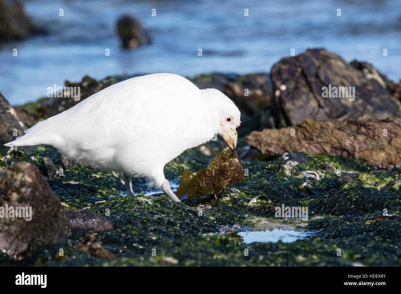 Sheathbill enneigé (Chionis albus) alimentation adultes sur littoral, îles Falkland Banque D'Images