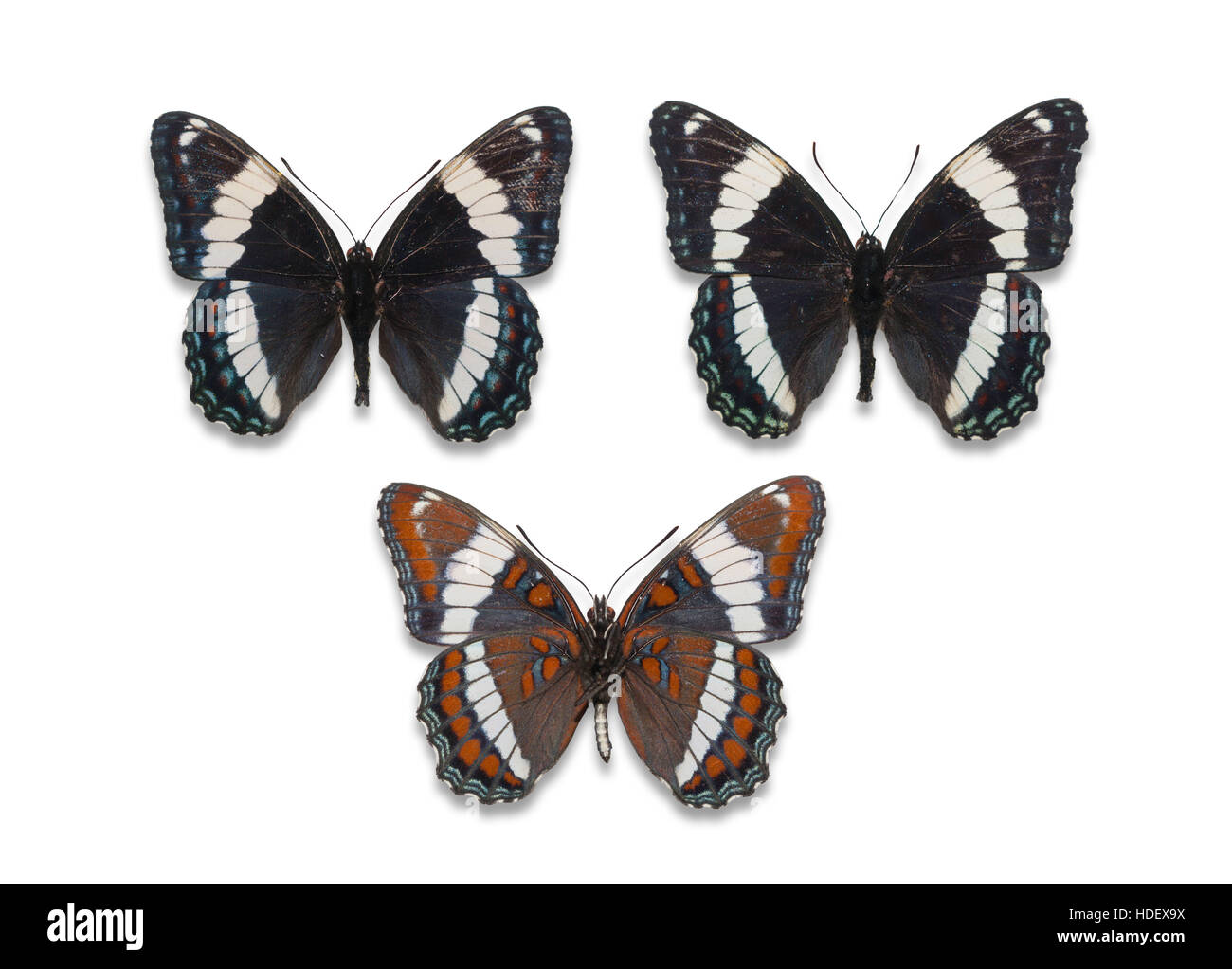 Trois épinglés et découpe de propagation de l'amiral blanc papillons (Limenitis arthemis arthemis), vues dorsale et ventrale Banque D'Images