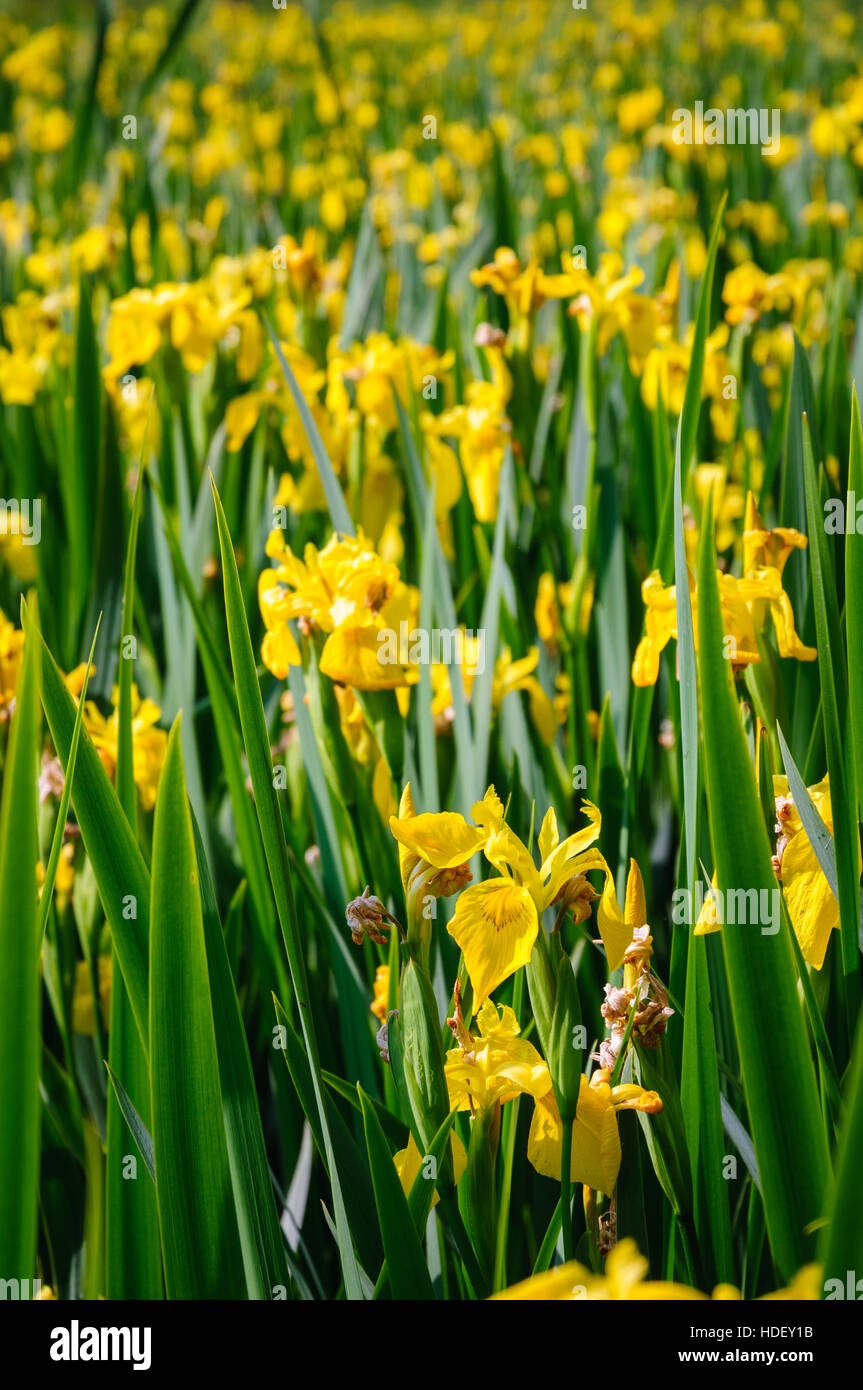 Parc national de Cuyahoga Valley Flowers Banque D'Images
