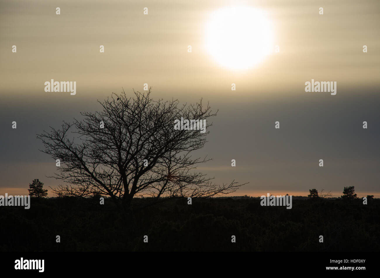 Paysage sombre avec un arbre silhouette parmi les genévriers au swedish island Oland Banque D'Images