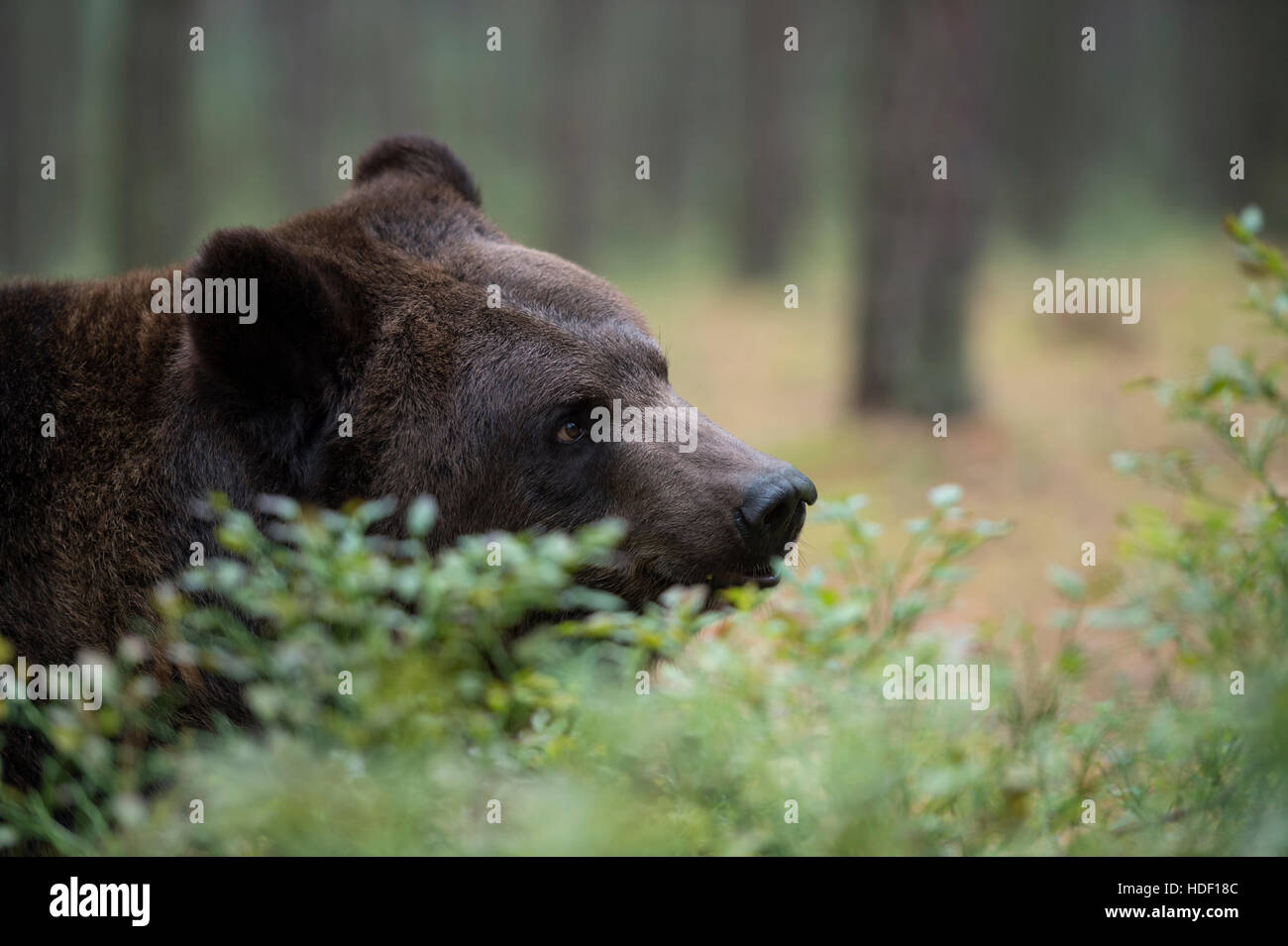 Ours brun européen / Braunbaer ( Ursus arctos ), jeune adulte, portrait, close-up, dans une forêt, caché derrière des buissons. Banque D'Images