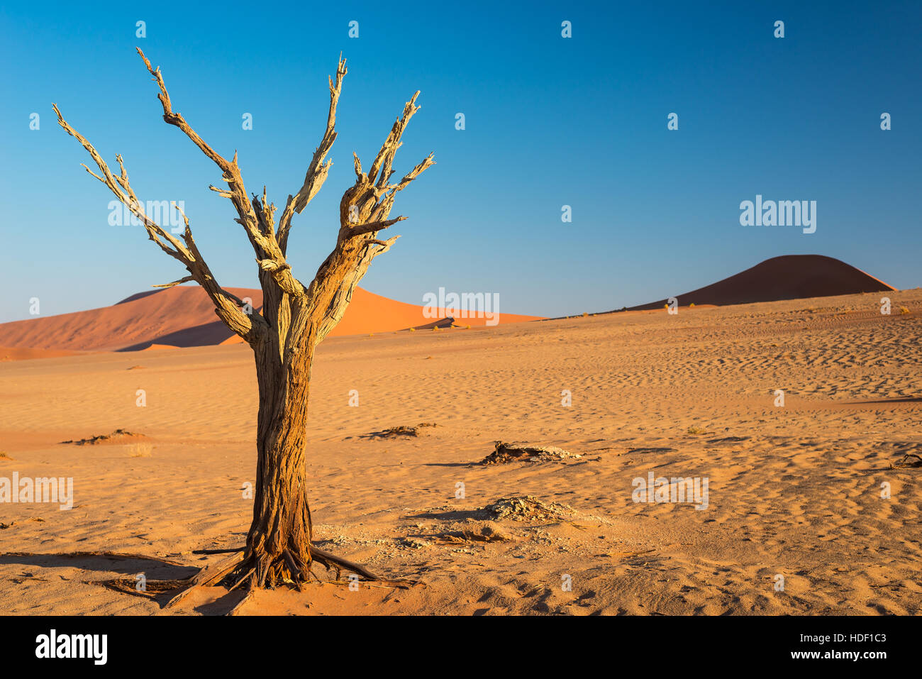 La ville pittoresque de Sossusvlei et Deadvlei, d'argile et de sel avec arbres d'Acacia tressé entouré par de majestueuses dunes de sable. Le Parc National Namib Naukluft, principales Banque D'Images