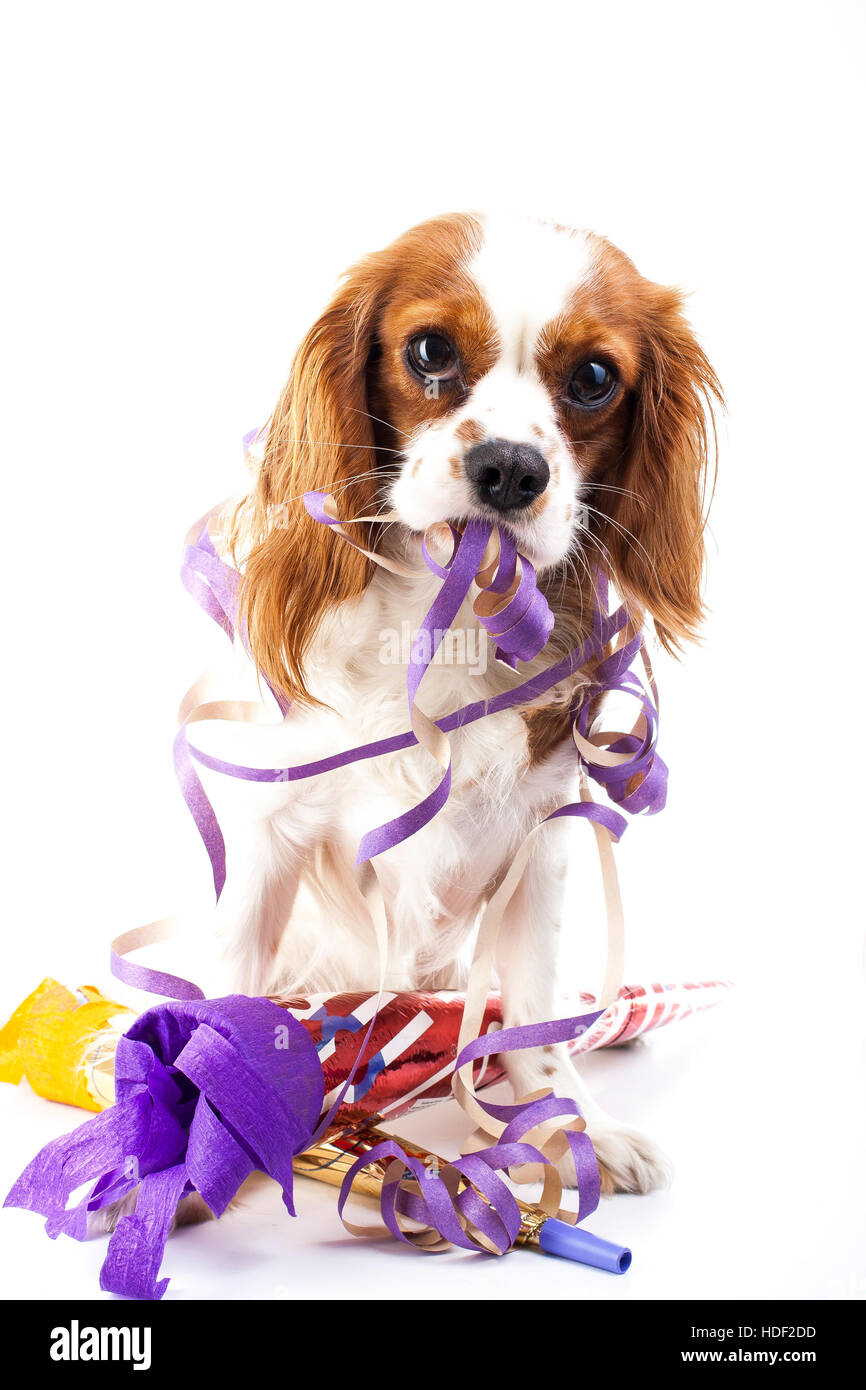 Bonne année ! Illustrer votre travail avec les King Charles Spaniel New year illustration. Chien de célébrer le Nouvel An avec Sylvestre, trompette. Banque D'Images