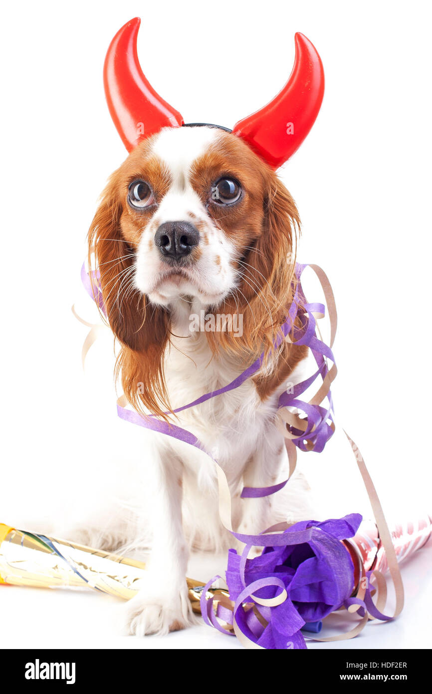 Bonne année ! Illustrer votre travail avec les King Charles Spaniel new year illustration. chien célébrer le Nouvel An avec Sylvestre, trompette. Banque D'Images