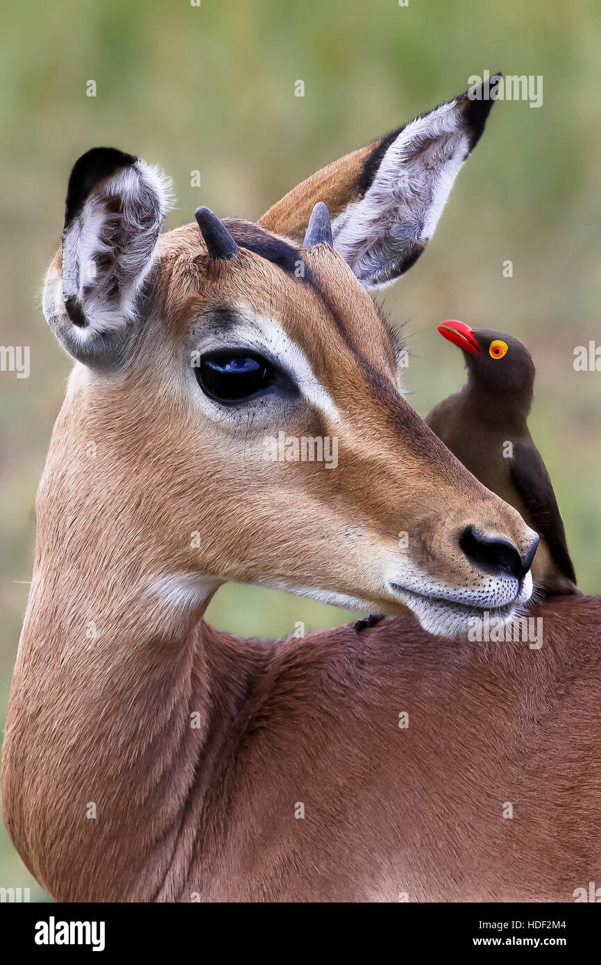 Impala les yeux dans les yeux avec un oxpecker en Afrique du Sud Photo  Stock - Alamy