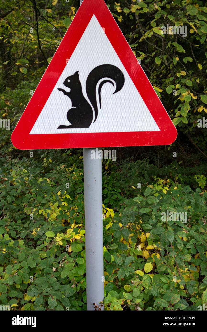 Méfiez-vous des écureuils road panneau d'avertissement dans l'île d'Arran, en Écosse. Banque D'Images