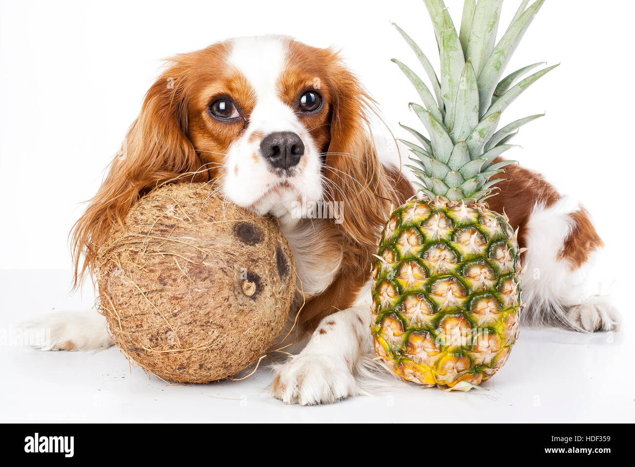 Les chiens peuvent manger des fruits l'illustration. Fruits tropicaux et cavalier king charles spaniel chien. Chien avec fruit nourriture. Chien les soins de santé. Banque D'Images