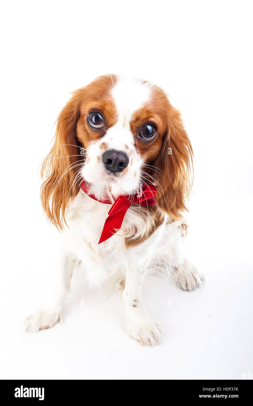 Cavalier King Charles Spaniël Pups Te Koop | Erkende Fokker