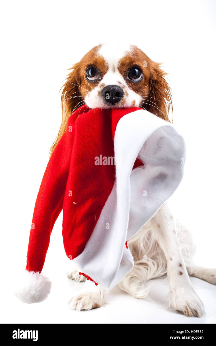 Dog with Santa hat. Chien de Noël en studio. Fond blanc king charles spaniel chien. Le temps de Noël. Santa hat avec chien. Banque D'Images