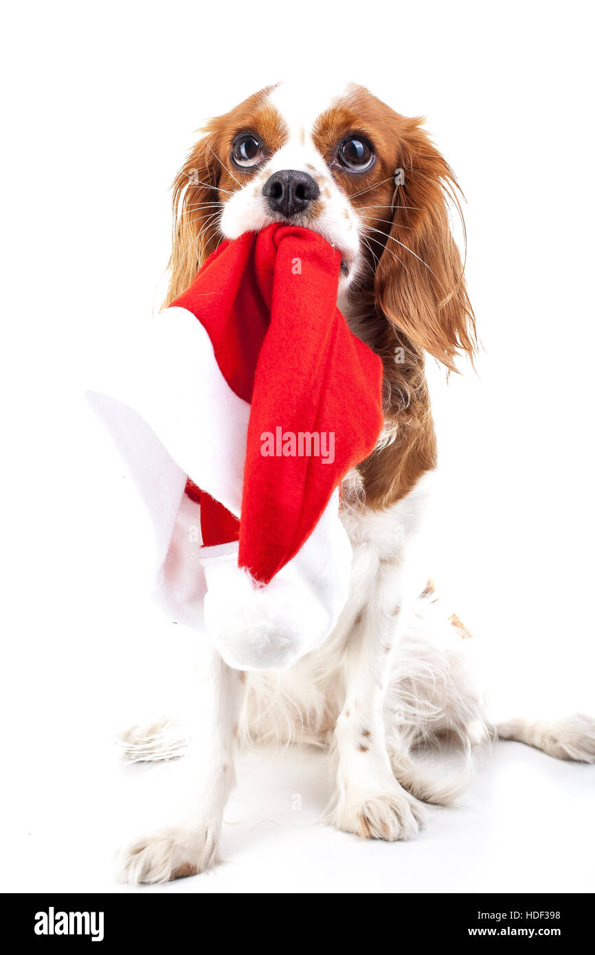 Dog with Santa hat. Chien de Noël en studio. Fond blanc king charles spaniel chien. Le temps de Noël. Santa hat avec chien. Banque D'Images