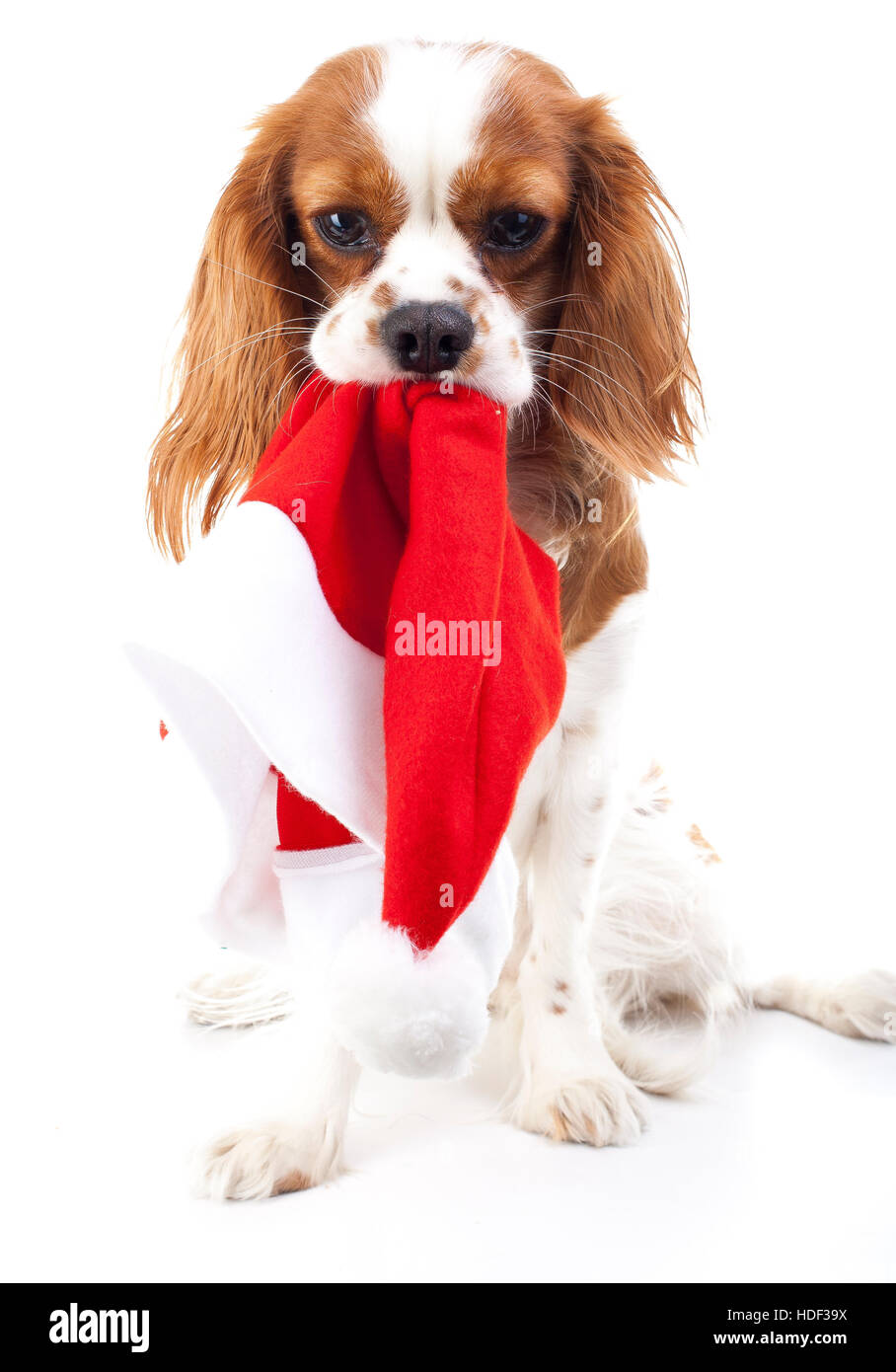 Dog with Santa hat. Chien de Noël en studio. Fond blanc king charles spaniel chien. Le temps de Noël. Santa hat avec chien. Banque D'Images