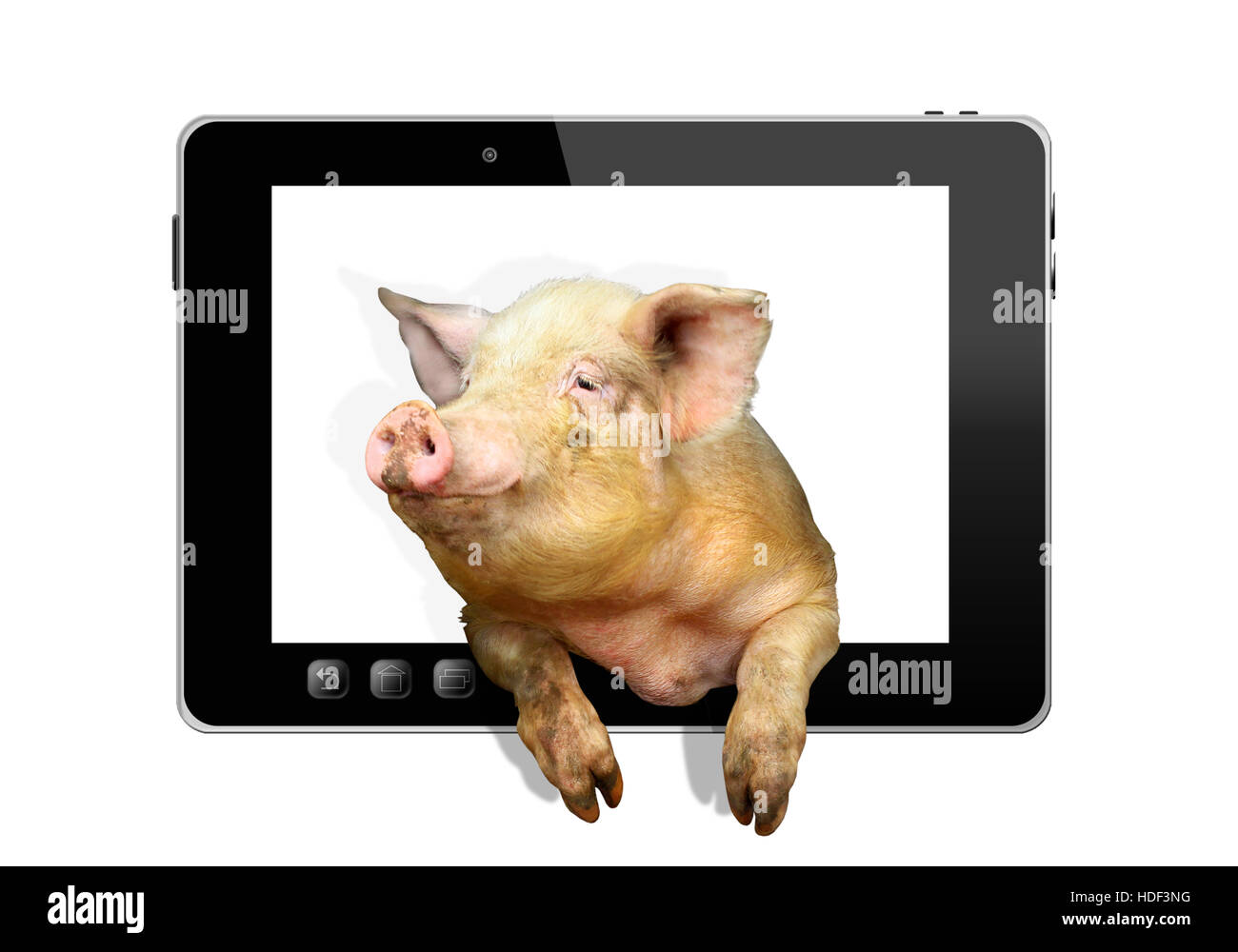 Cochon amusant donne de comprimé isolé sur fond blanc Banque D'Images