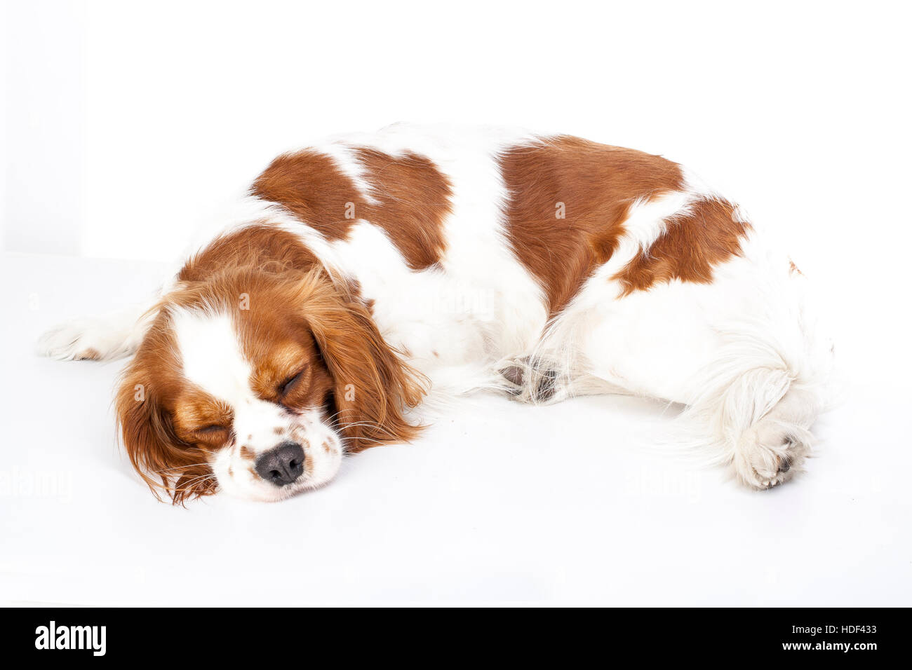 Chien couchage Chien. dormir dans studio King Charles Spaniel. fond blanc. Cavalier King Charles Spaniel le sommeil. Banque D'Images