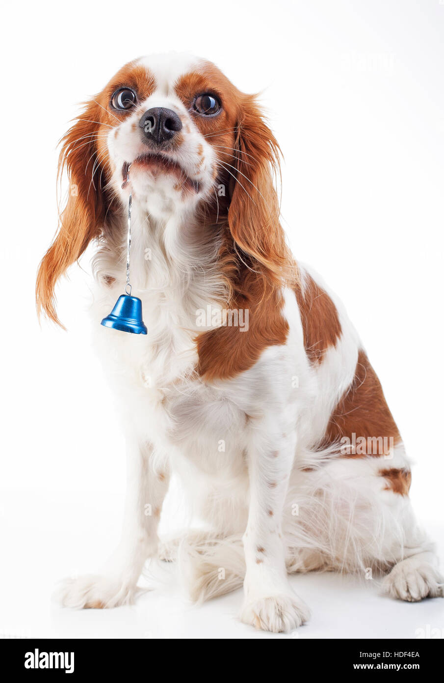 Chien de Noël avec Bell. Chien dans Studio. Cavalier King Charles Spaniel en studio et blue christmas bell. Saison des vacances d'hiver Banque D'Images