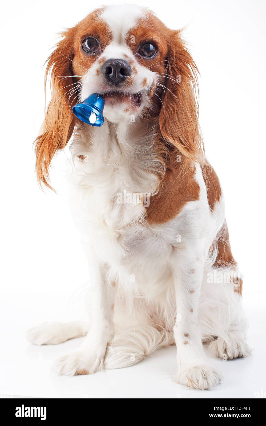 Chien de Noël avec Bell. Chien dans Studio. Cavalier King Charles Spaniel en studio et blue christmas bell. Saison des vacances d'hiver Banque D'Images