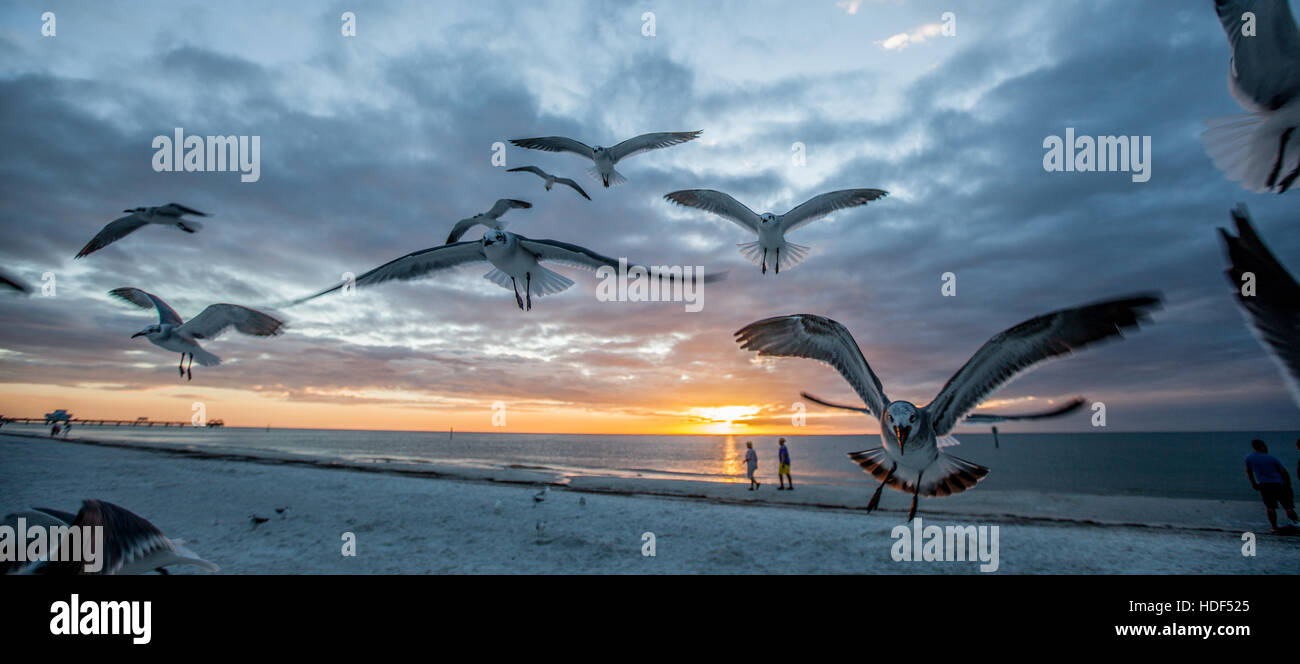 Les oiseaux dans la plage de Clearwater, Floride, USA pendant le coucher du soleil. La photo artistique convient pour les magazines de voyage, livres de photographie Banque D'Images