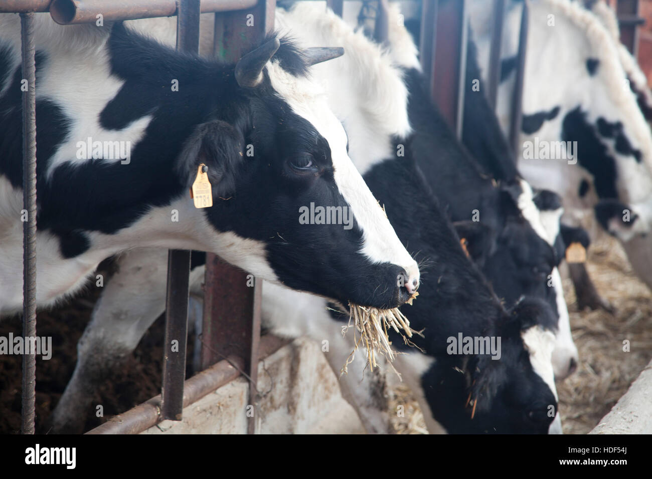 Vache, ferme, ganadery Banque D'Images