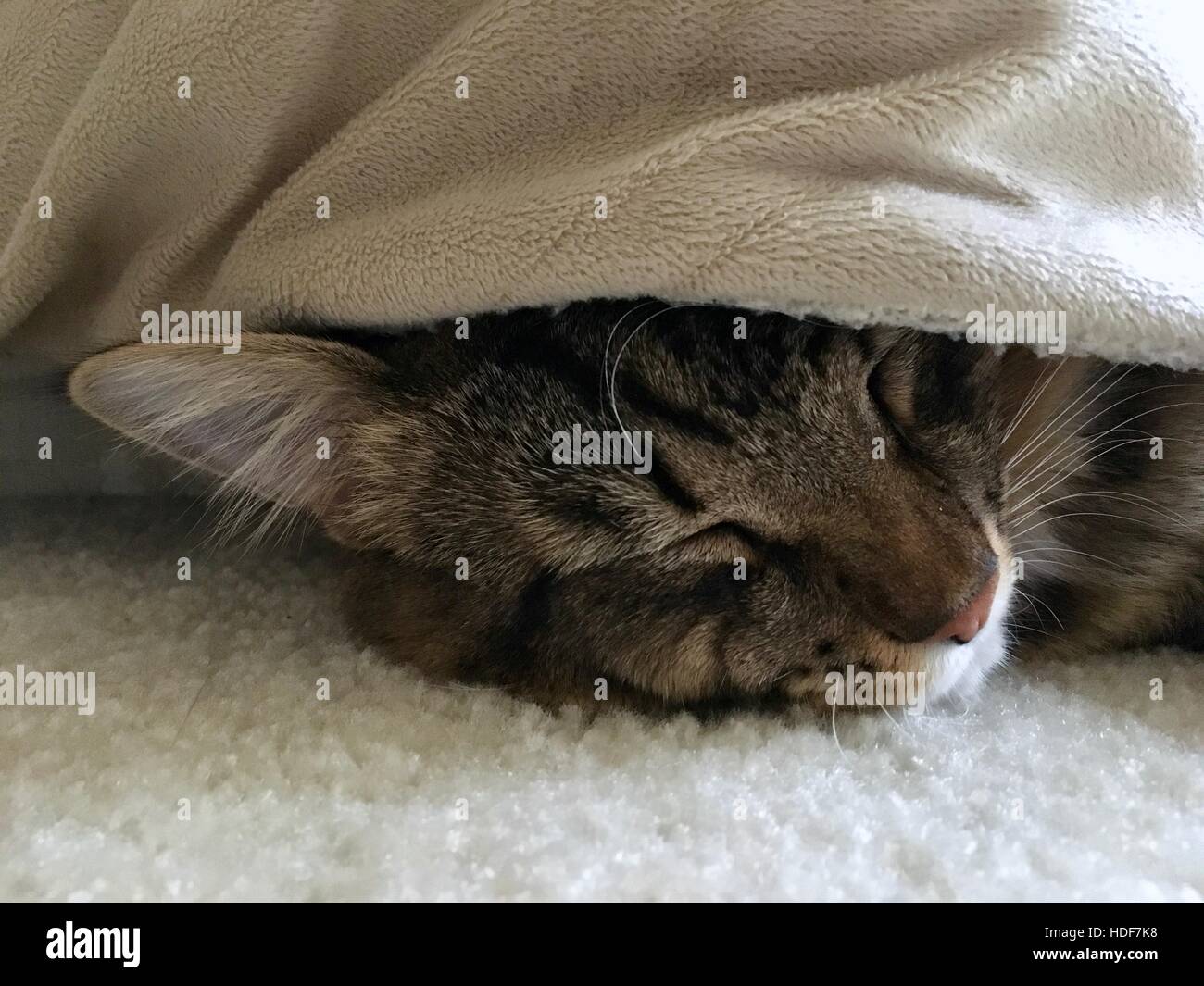 Un mignon petit chat tigré dormir et se cacher sous une couverture Banque D'Images