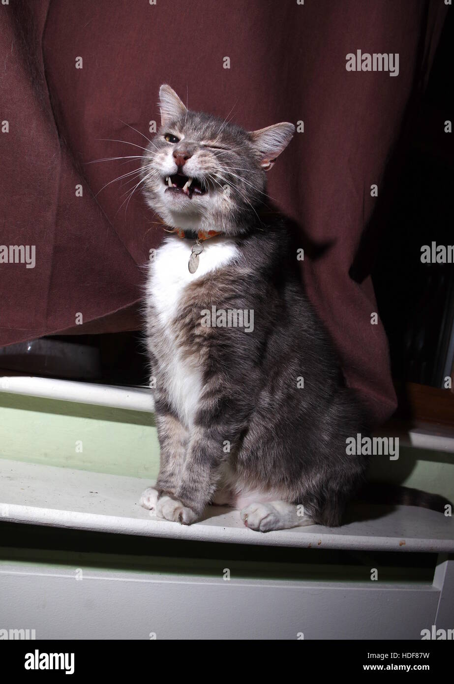 Un Clin De œil Chat Photo Stock Alamy