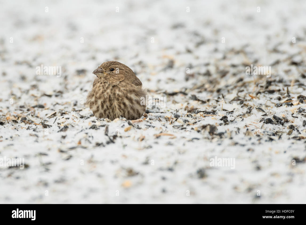 Roselins femelle qui se nourrissent de sol enneigé. Banque D'Images